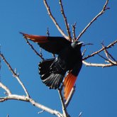 IN SUMMER VILLIERSDORP ABOUNDS WITH RED-WING STARLINGS - Villiersdorp Tourism - Xplorioâ„¢ Villiersdorp